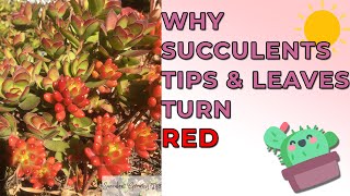 Why Succulents Tips And Leaves Turn Red (And Other Colours) & Is It Good or Bad