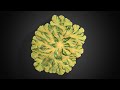 Moho Crecimiento | Differential Growth Blender, 3ds Max &amp; tyFlow