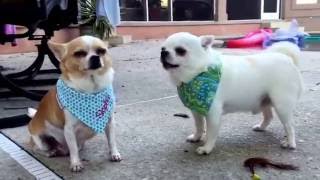 Famous Chihuahuas acting like an old married couple.. Net Worth