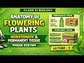 ANATOMY OF FLOWERING PLANTS|MERISTEMATIC TISSUE AND PERMANENT TISSUE, TISSUE SYSTEM | CLASS XI