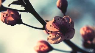 [Melodic Dubstep] Minnesota - Bloom