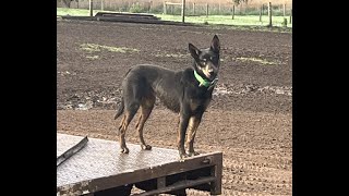 Lucindale Working Dog Auction 2023  Jack Leonard  LOT 10  Rosie