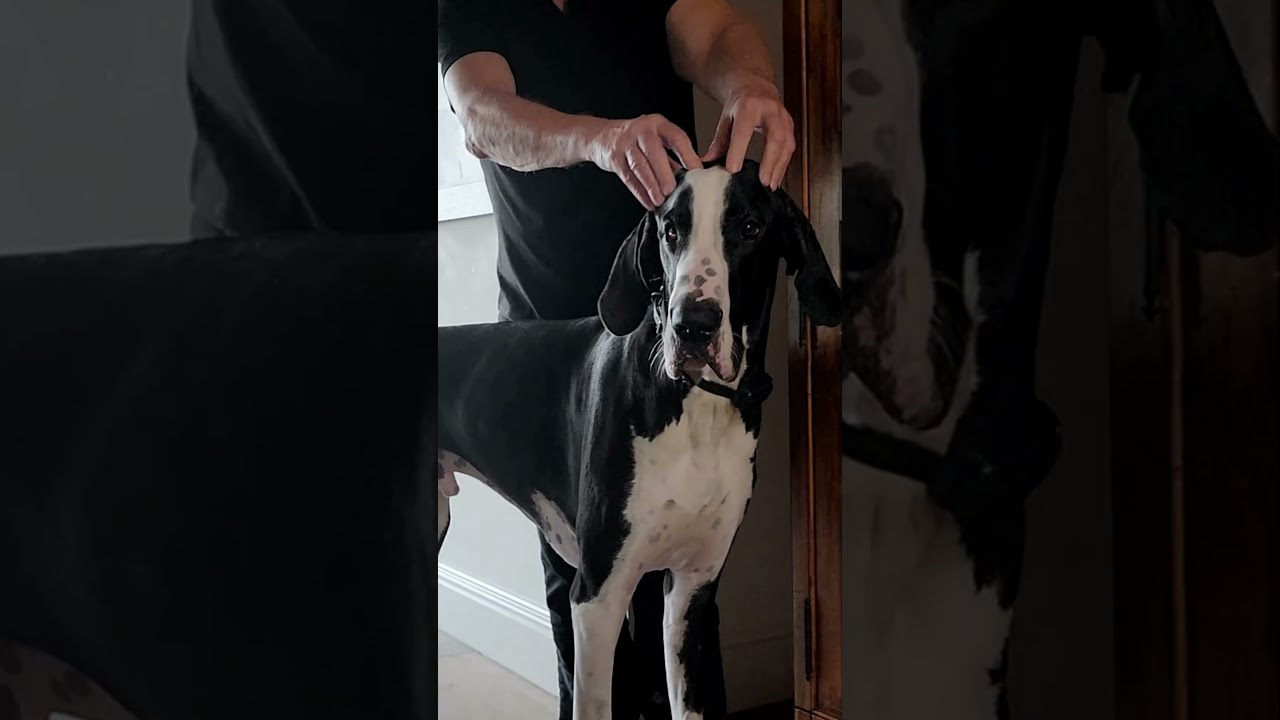 Tell Me Your Dog Is Spoiled Without Telling 
