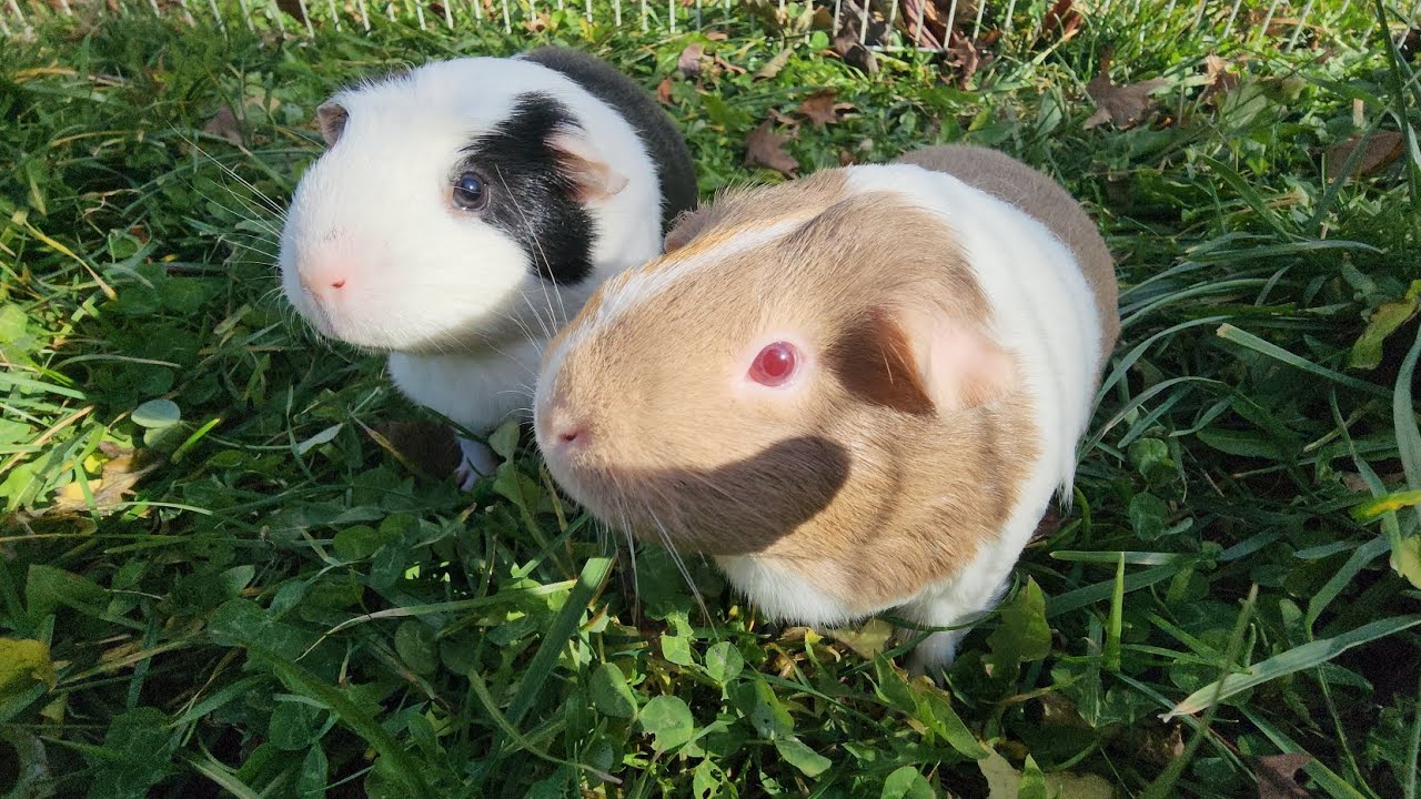 Cute happy guniea pigs Milky Coco eating grass calming relaxing soothing #cuteanimals #cute #pet 