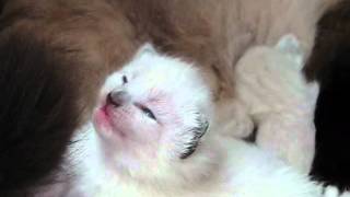 Cannelle Et Ses Pes.wmv