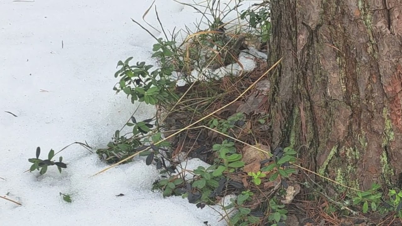 Maallista(a) @Koura33 