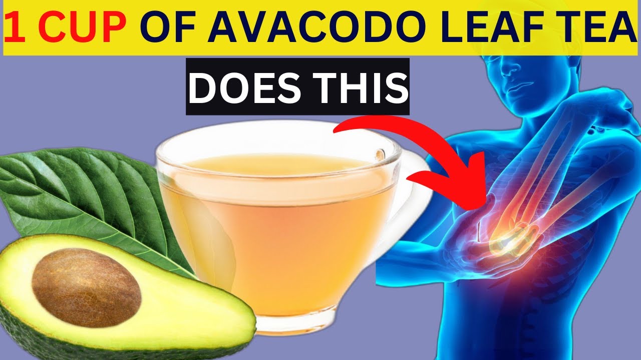 Powerful Benefits Of Avocado Leaf Tea Youtube 