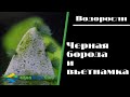 Как избавиться от вьетнамки и черной бороды в аквариуме