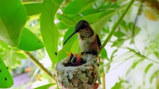 Hummingbird Feeding Chicks In The Nest