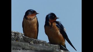 2021-03-11 A Status Report on Barn Swallows (Dr. Michelle Jackson)