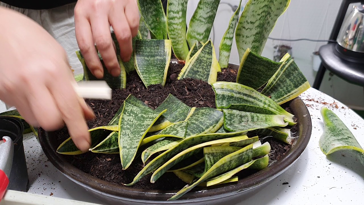 산세베리아 잎꽂이밑 삽목
