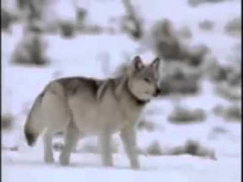 Wolf Hunting Tactics - YouTube