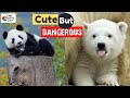 10 CUTE BABY WILD ANIMALS THAT ARE DANGEROUS TO KEEP | 10 Hayop Na Delikado Kapag Lumaki