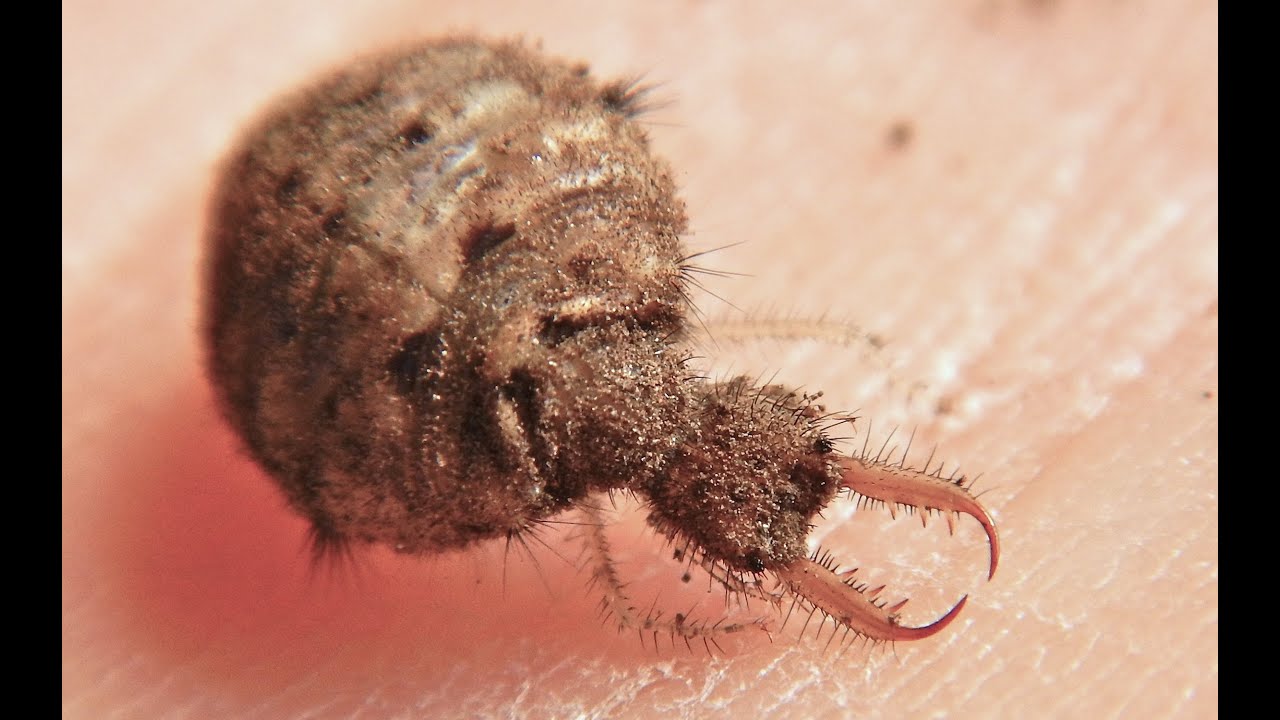 LARVA of ANTLION - YouTube