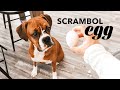 Give Your Dog An Egg Challenge | WHAT JUST HAPPENED?!