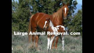 Large Animal Removal  Wildomar CA
