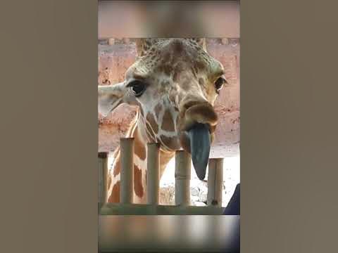 У жирафа ЧЁРНЫЙ язык! - YouTube