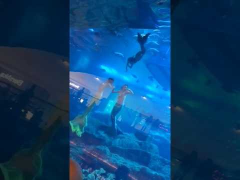 Dubai Aquarium Mermaid Show.