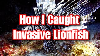 HUNTING INVASIVE LIONFISH | How I Caught Venomous Lionfish in the Florida Keys | #shorts