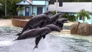 Dolphin Adventures (NEW Show) - SeaWorld Orlando - May 29, 2021