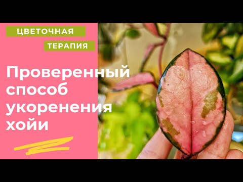 Простой и на 100  работающий способ укоренения черенков хойи. Размножение.Советы при черенковании.