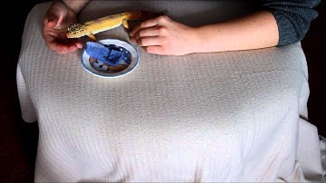 Facts & Tips on Shedding Skin | Caring for Leopard Geckos