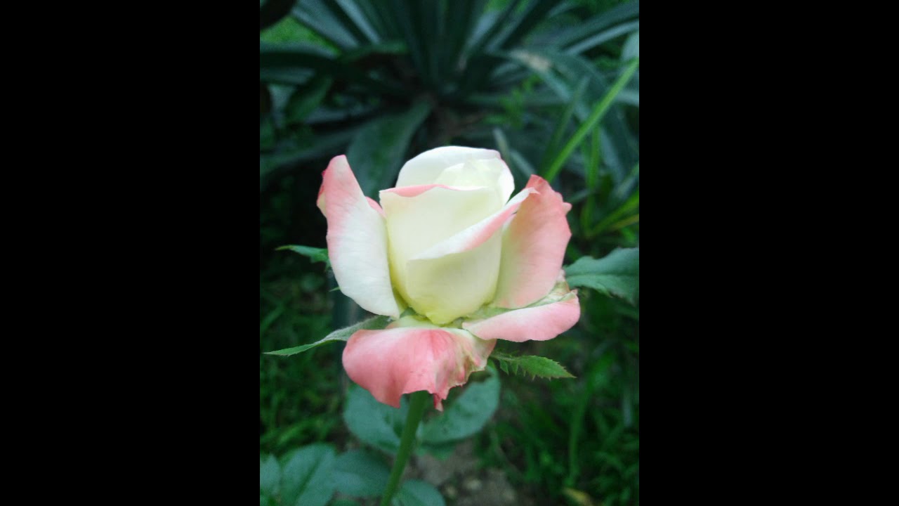 Gardening flowers....... YouTube