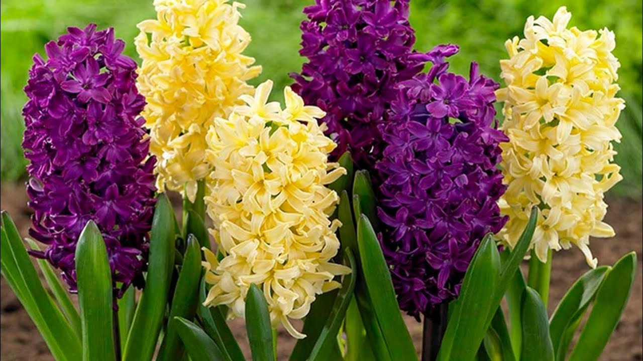 Наполните свой дом ароматом гиацинта 🥰 Легкое в выращивании многолетнее растение, шаг за шагом
