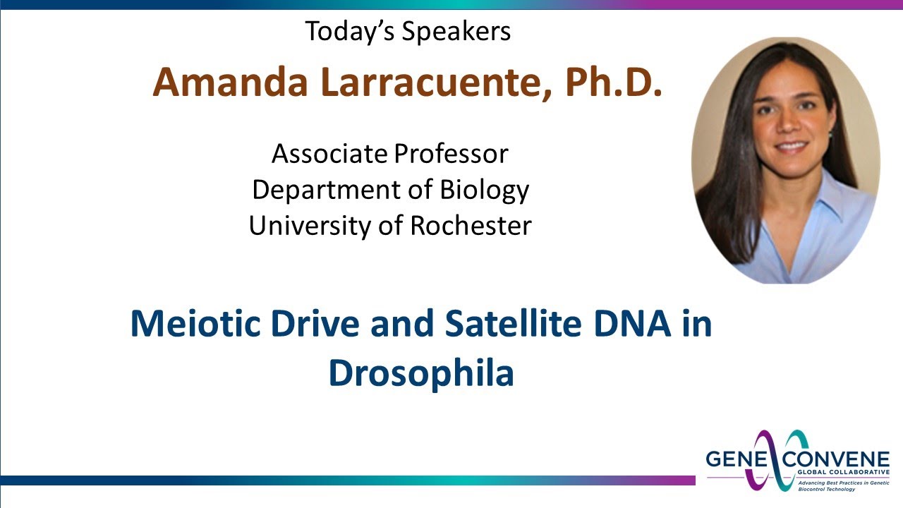 Meiotic Drive and Satellite DNA in Drosophila - Amanda Larracuente - March 9, 2022