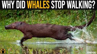 Why Are There No Walking Whales Today?