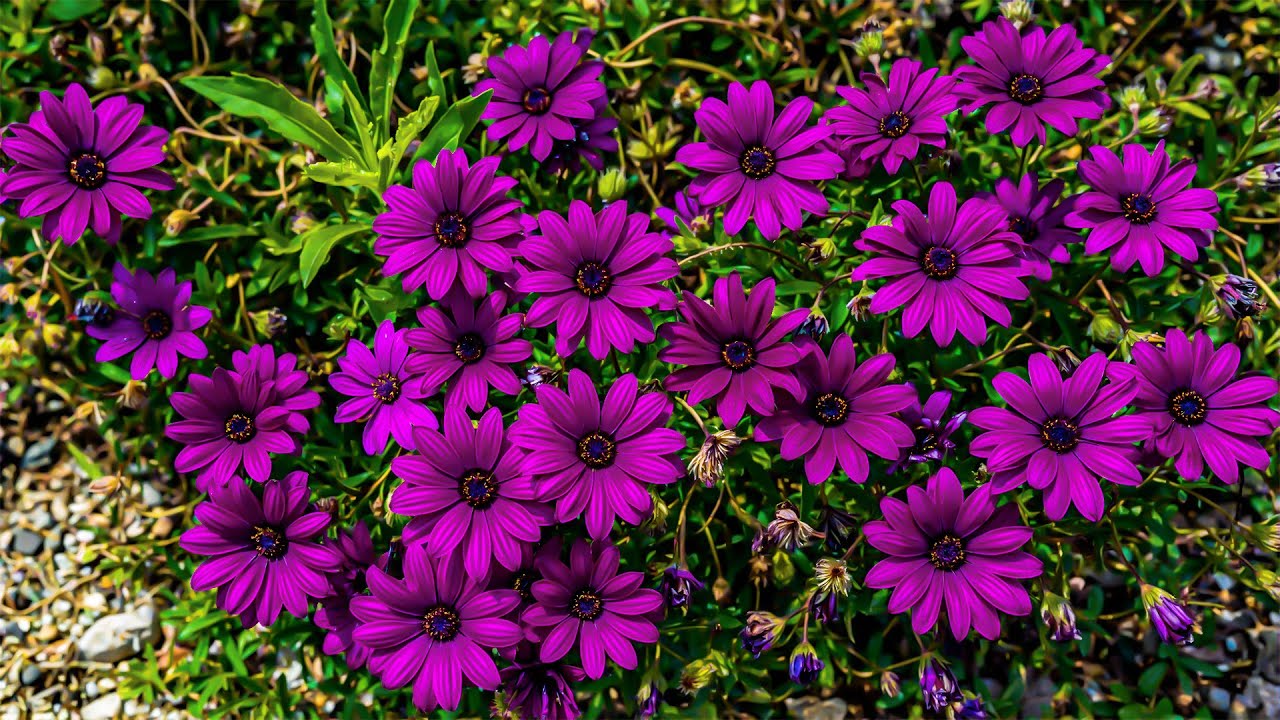 Отложите свои заботы на время 🍀 Нежная гармония снимает стресс и обновляет сердце ♥️