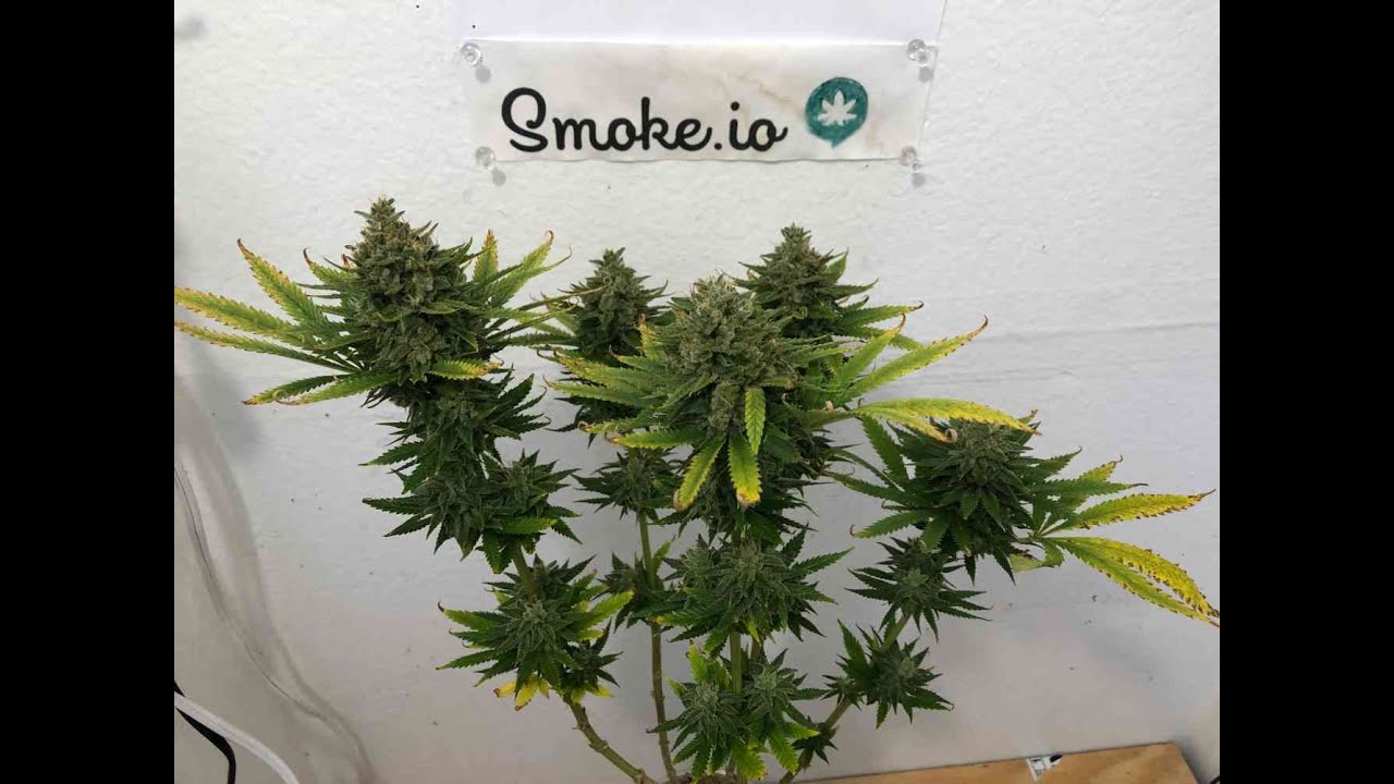 Solo Cup grow - peach purée CBD chop day