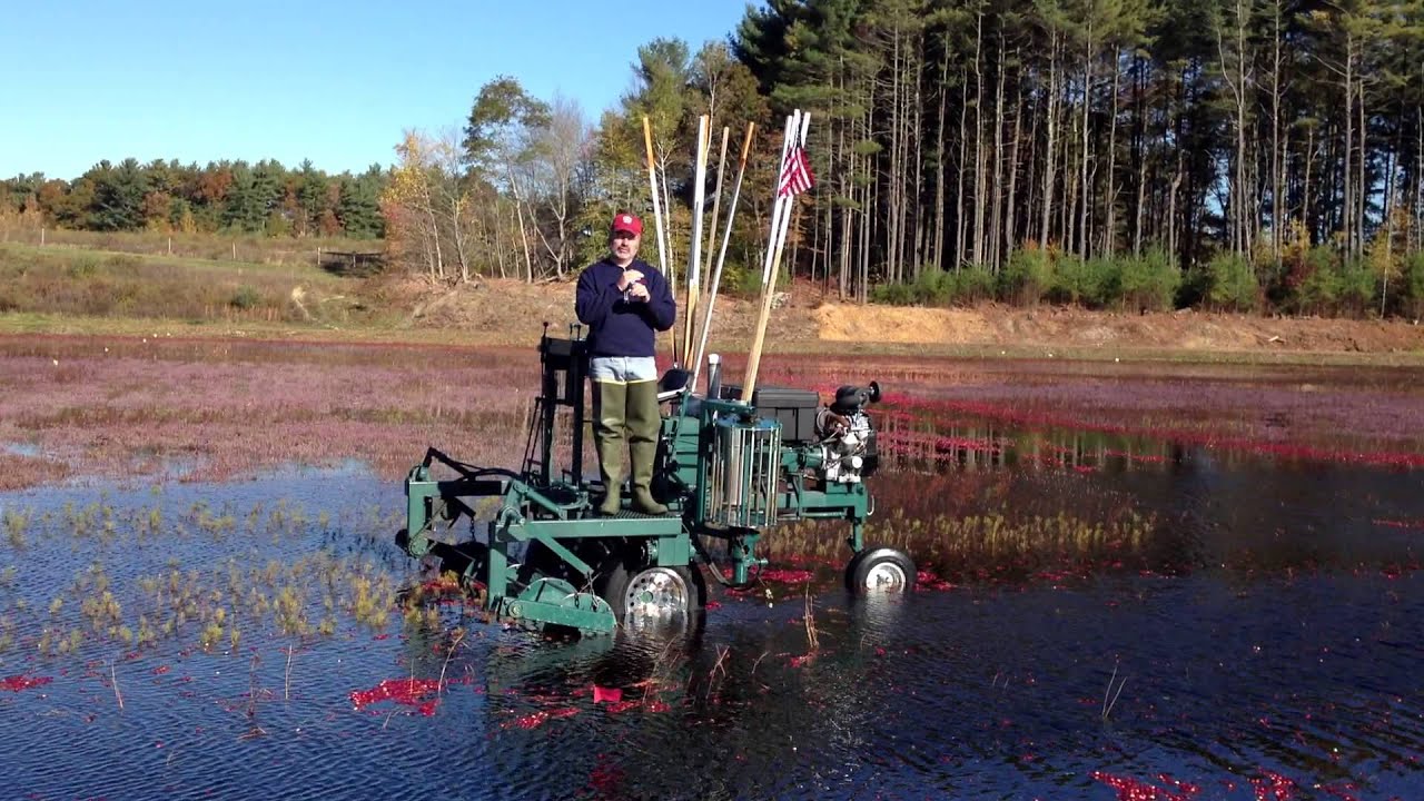 Cranberry Harvesting Q & A 2 IMG 0971 YouTube