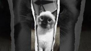 This Cat Changes Color Based on Temperature 🐱 #catfacts #shorts #cats #uniquecats Wealth