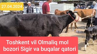 Toshkent vil Olmaliq chorva bozori Buqalar va sigirlar qatori 27.04.2024