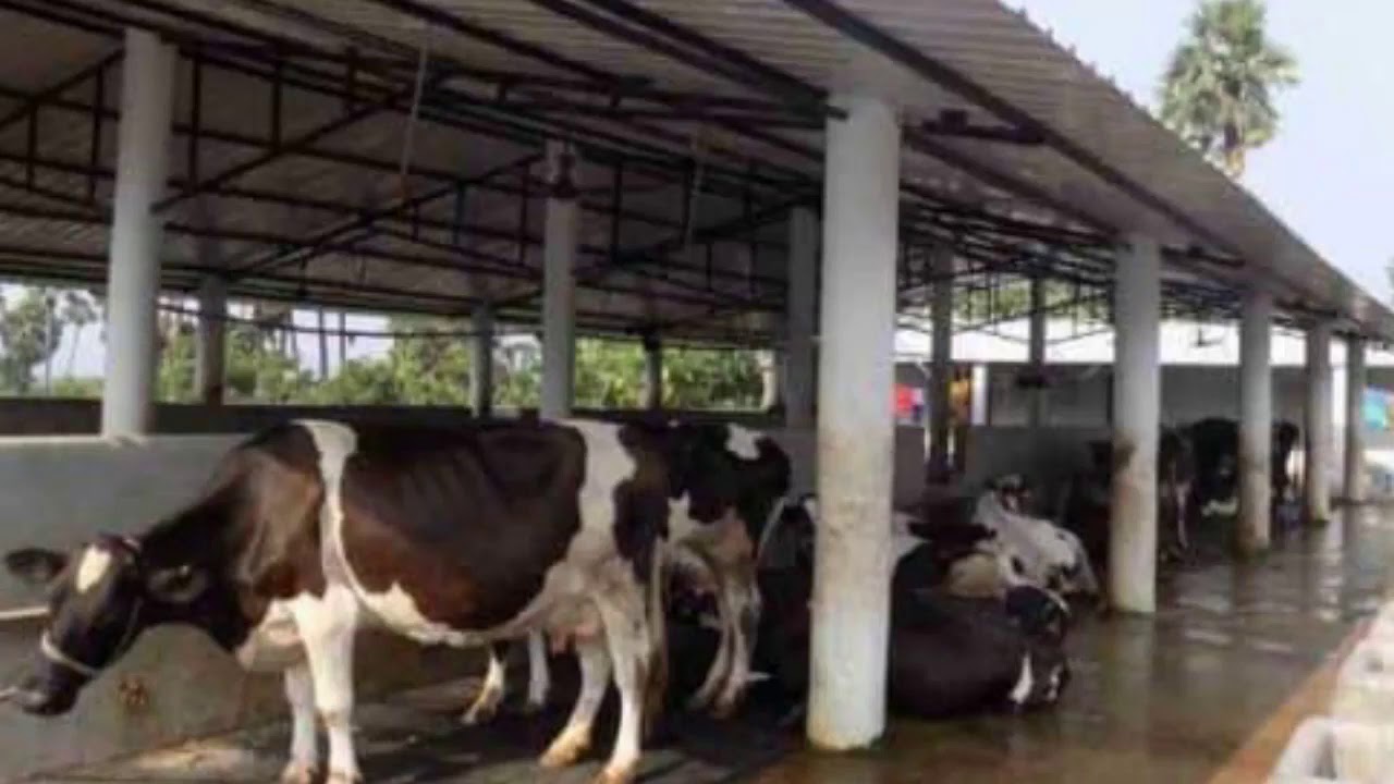 Dairy Farm Trainings without governments certificates (720_P_HD) YouTube