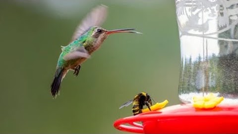 Meet the Cuban Bee Hummingbird: Nature