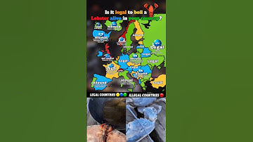 Is it legal to boil a lobster alive in your country?🦞 #europe #geography #mapping #countries #memes