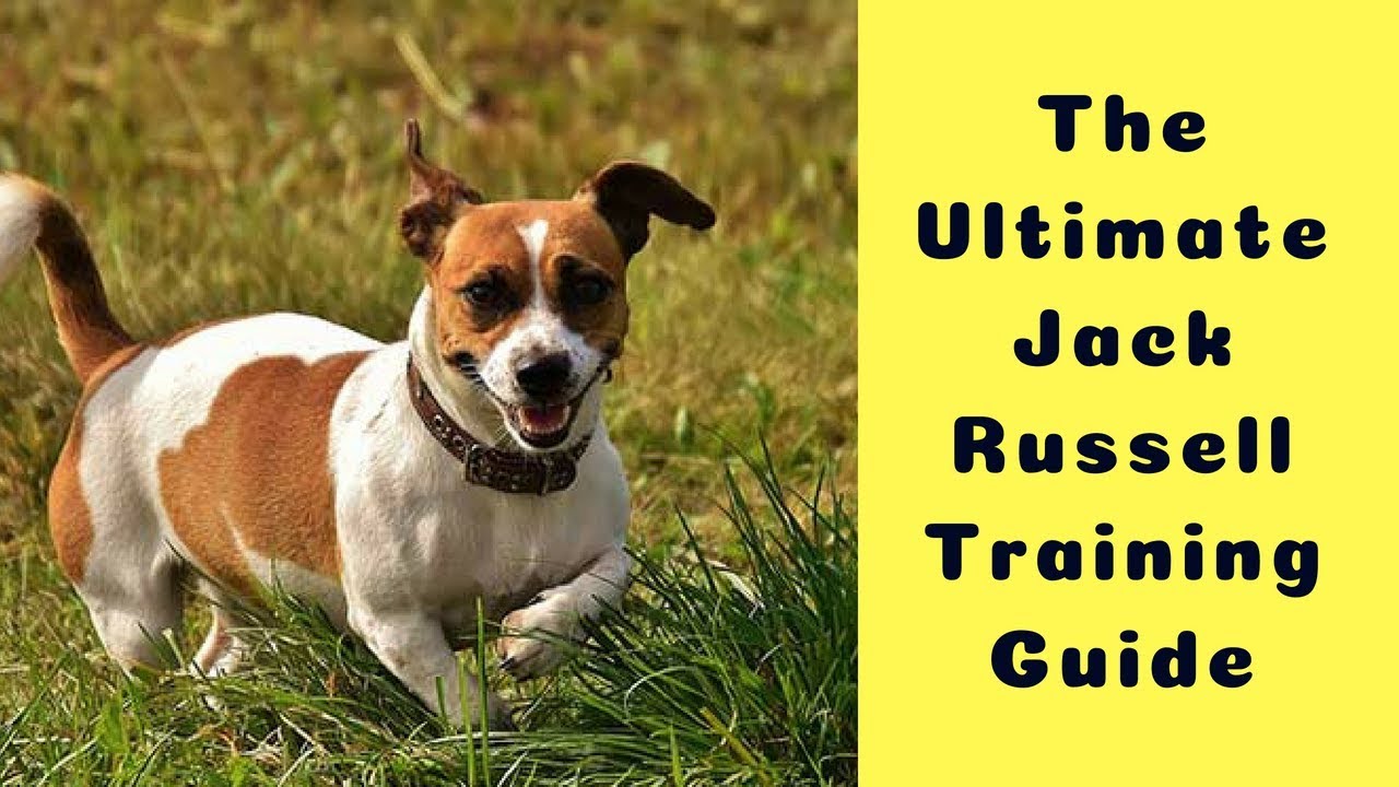 Ultimate Jack Russell Training Guide 