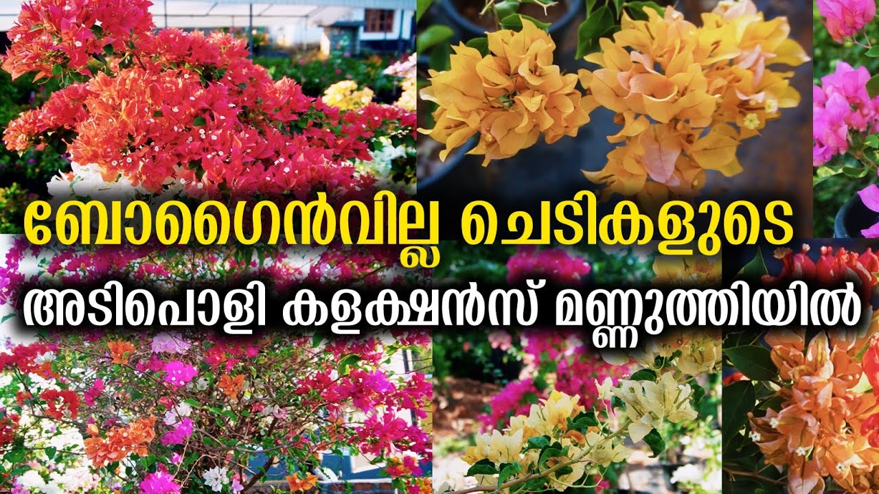 നഴ്സറി തുടങ്ങുന്നവർക്ക് ബോഗൈൻവില്ലയുടെ MOTHER PLANTS  ഇവിടെ കിട്ടും | Bougainvillae Plant Care Tips