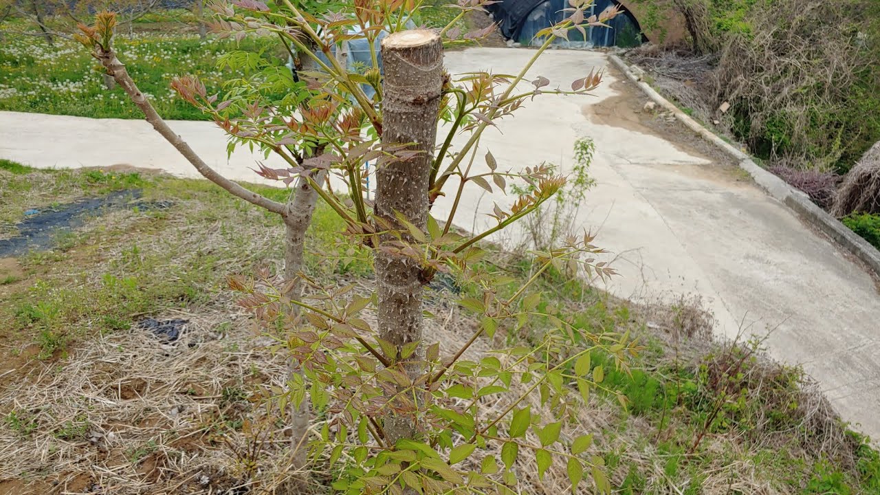 두릅나무 폭풍성장방법 두릅나무 정지 이렇게하면 새순이 12개에서 40개까지 나옴  한 나무에서 1kg 수확 가능 나무마다 자질이 있어요 책대로 하면 농사 망함 비교설명참조