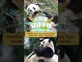 【Pandas' World Travel】Pandas Chen Xing And Xiao Yue Made Their Public Debut In Malaysia | iPanda