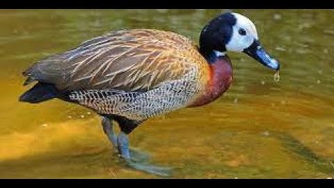 White-faced Whistling Duck . Short video 4K-UHD Birds Photography | Wildlife Animals