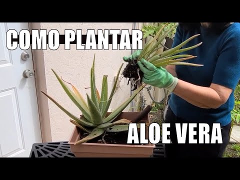 APRENDA COMO PLANTAR
