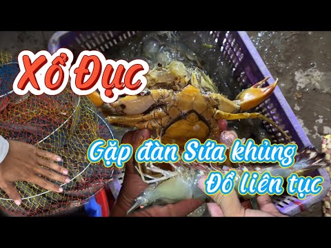 Video Đếm tôm Sú bự,gặp đàn Sứa khủng đổ liên tục - Xổ đục... - youtube