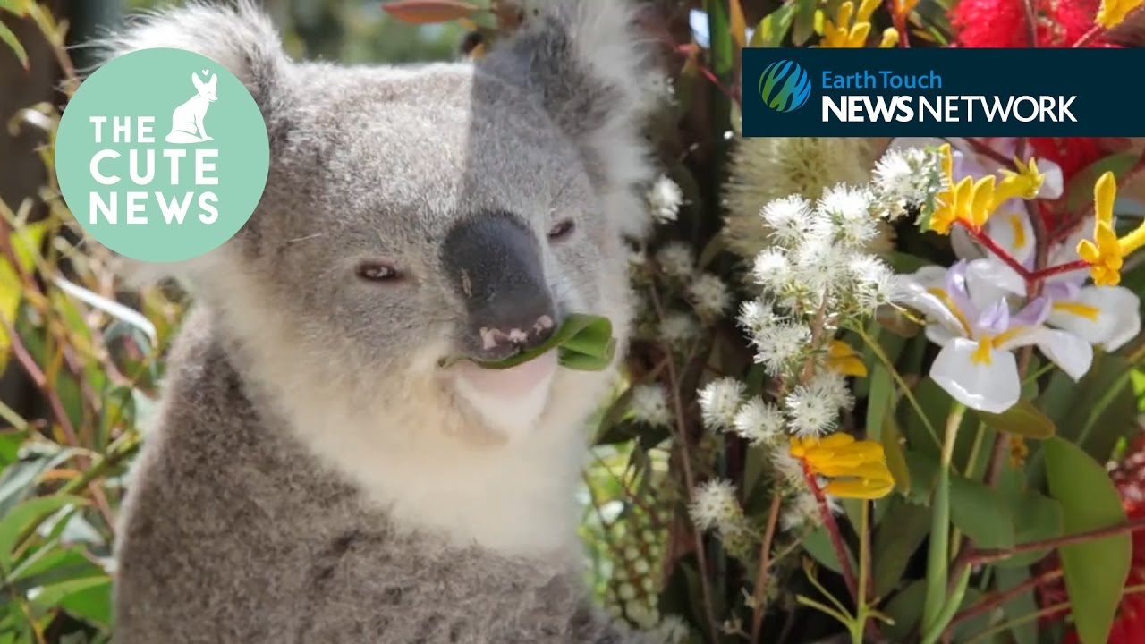 koala milk tea Bear necessities, a mongoose mob & some Pixar cuteness