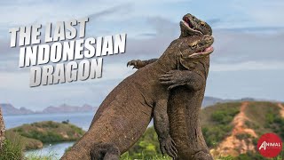 Naga Terakhir dari Indonesia - Komodo