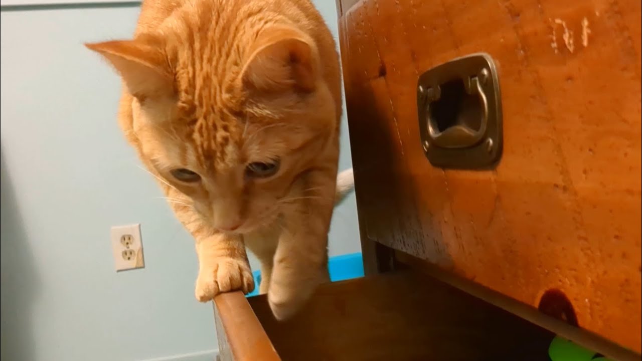 Her approach to this was so adorable when dad opened this restricted place