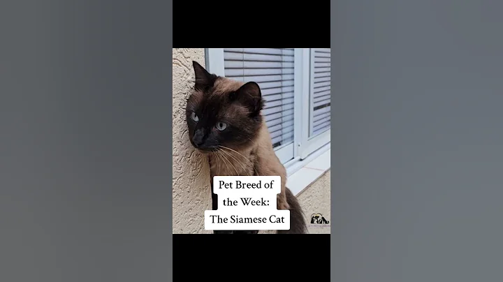 Video 10626641: siamese cat, pet breeds