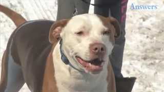 This Family's Adopted Pit Bulls Saved Them From a Massive House Fire Just In Time